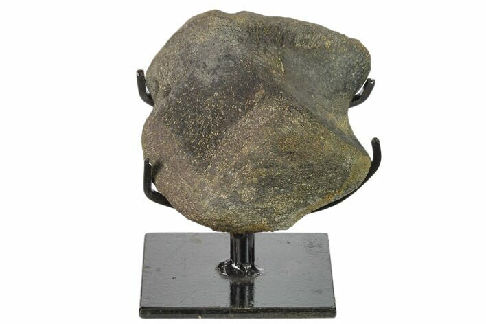 Hadrosaur (Hypacrosaur) Phalange with Metal Stand - Montana #132005